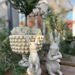 Hare ”Looking Up”