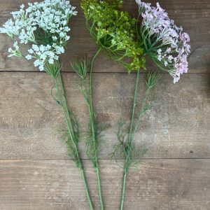 Allium